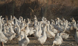 致富经养鹅视频,鹅业养殖，开启财富之门